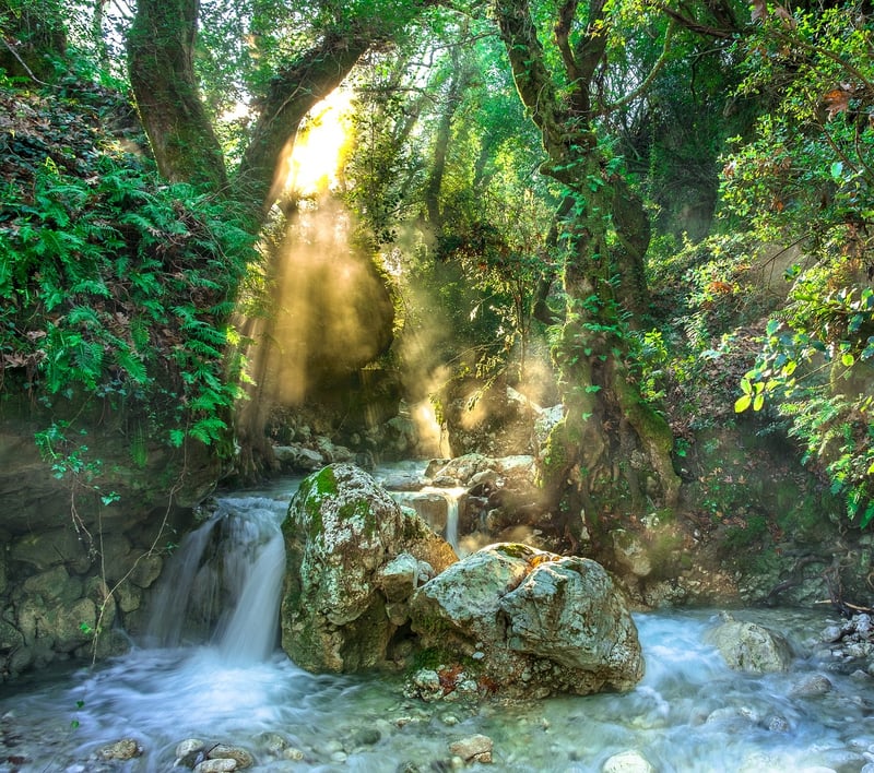 Jungle River